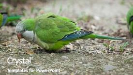  Presentation with parrot - PPT layouts with monk parakeet myiopsitta monachus also background and a  colored foreground