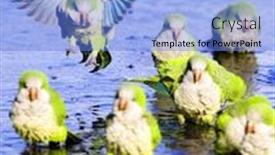  Presentation with parrots - PPT theme having monk parrots splashing in a puddle background and a light blue colored foreground