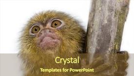  Presentation with teachnology and brain white - Presentation theme featuring baby monkey - pygmy marmoset 5 weeks background and a tawny brown colored foreground