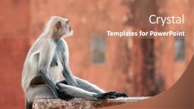  Presentation with rajasthan - Audience pleasing PPT layouts consisting of monkey at the jaigarh fort rajasthan india backdrop and a coral colored foreground