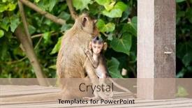  Presentation with mother board - Colorful theme enhanced with tailed macaque also called crab backdrop and a coral colored foreground