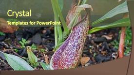  Presentation with monkey - Audience pleasing presentation theme consisting of monkey cups tropical pitcher carnivorous backdrop and a tawny brown colored foreground