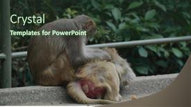  Presentation with monkey - Beautiful PPT layouts featuring monkey-delousing-with-other-monkey backdrop and a tawny brown colored foreground