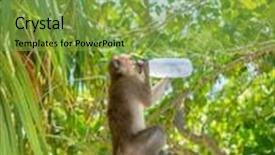  Presentation with monkey - PPT theme having monkey drinks water background and a seafoam green colored foreground