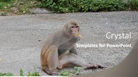  Presentation with mango - Beautiful presentation featuring monkey-eat-mango-and-sit backdrop and a gray colored foreground