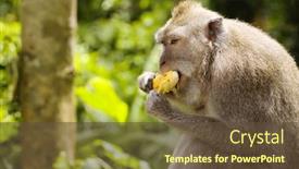  Presentation with monkey - Audience pleasing PPT theme consisting of monkey eating a bananas backdrop and a tawny brown colored foreground
