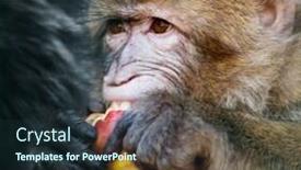  Presentation with monkey - Colorful slides enhanced with monkey eating an apple close up backdrop and a wine colored foreground