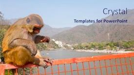  Presentation with ice cream - Slide deck featuring monkey-eating-an-ice-cream background and a sky blue colored foreground