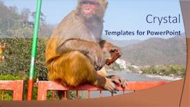  Presentation with ice cream - PPT theme enhanced with monkey-eating-an-ice-cream background and a sky blue colored foreground