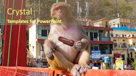  Presentation with ice cream - PPT layouts enhanced with monkey-eating-an-ice-cream background and a violet colored foreground