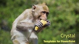  Presentation with monkey - Audience pleasing slides consisting of monkey eating banana backdrop and a tawny brown colored foreground