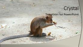  Presentation with electricity and banana tree - PPT theme featuring monkey eating banana background and a light gray colored foreground