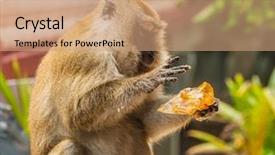  Presentation with monkey - Beautiful PPT layouts featuring monkey eating piece of bread against blurred background backdrop and a coral colored foreground