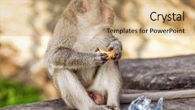  Presentation with monkey - Beautiful PPT layouts featuring monkey eating piece of bread against blurred background backdrop and a coral colored foreground