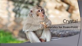  Presentation with monkey - Amazing slide deck having monkey eating piece of bread against blurred background backdrop and a soft green colored foreground