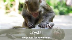 Presentation with monkey - Theme with monkey family mother macaque groom her baby background and a gray colored foreground