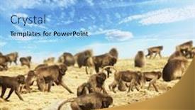  Presentation with ethiopia - PPT layouts consisting of monkey gelada in ethiopia background and a light blue colored foreground