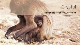  Presentation with ethiopia - Slides consisting of monkey gelada in ethiopia background and a lemonade colored foreground