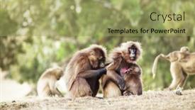  Presentation with monkey - Presentation theme having monkey gellada background and a yellow colored foreground