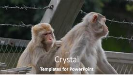  Presentation with monkey - Presentation design featuring monkey-helps-delousing-each background and a gray colored foreground