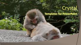  Presentation with monkey - PPT theme enhanced with monkey-helps-delousing-each background and a tawny brown colored foreground