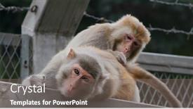  Presentation with monkey - Cool new presentation theme with monkey-helps-delousing-each backdrop and a gray colored foreground