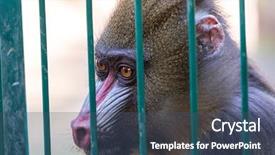 Presentation with zoo - PPT layouts having monkey imprisoned in the zoo background and a ocean colored foreground