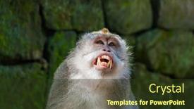  Presentation with monkey - Cool new PPT layouts with monkey-in-forest-park backdrop and a tawny brown colored foreground