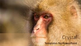  Presentation with monkey - Theme enhanced with monkey in japan background and a yellow colored foreground