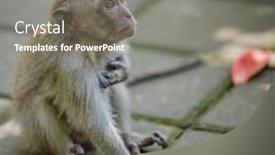  Presentation with monkey - Beautiful theme featuring long tailed macaque macaca fascicularis - monkey in monkey forest backdrop and a gray colored foreground