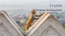  Presentation with kathmandu - PPT layouts having monkey-in-the-temple background and a light gray colored foreground