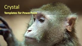  Presentation with monkey - Slide set having monkey-look-on-hand background and a tawny brown colored foreground