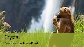  Presentation with monkey - PPT theme featuring monkey on green grassland on victoria waterfall background background and a gold colored foreground