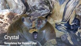  Presentation with monkey - Theme with monkey on monkey beach phi background and a gray colored foreground