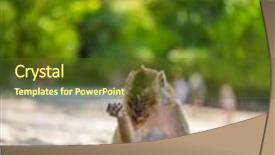  Presentation with monkey - Slide set having monkey-on-the-beach-karon background and a tawny brown colored foreground