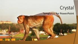  Presentation with india government - Cool new PPT layouts with monkey on the indian government backdrop and a white colored foreground