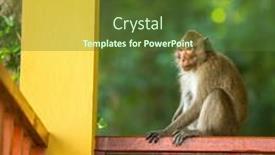  Presentation with monkey - Slide set having monkey on the terrace of the house southeast asia background and a tawny brown colored foreground