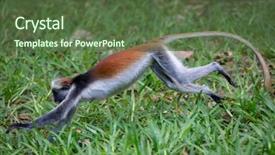  Presentation with monkey - Slide deck enhanced with monkey run on grass surface background and a  colored foreground