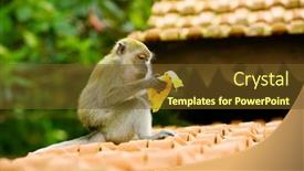  Presentation with monkey - Presentation theme with monkey sits on top of roof eating a banana background and a tawny brown colored foreground