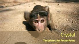  Presentation with india - Audience pleasing presentation consisting of monkey sitting and posing india backdrop and a coral colored foreground