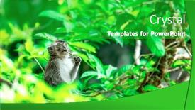  Presentation with monkey - Presentation design enhanced with monkey-sitting-in-a-tree background and a shamrock green colored foreground