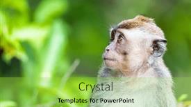  Presentation with monkey - Slide deck with monkey-sitting-in-a-tree background and a yellow colored foreground
