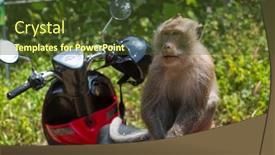  Presentation with motorbike - Colorful slides enhanced with monkey-sitting-on-a-motorbike backdrop and a tawny brown colored foreground