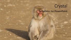  Presentation with monkey - Cool new PPT theme with monkey-sitting-on-ground backdrop and a coral colored foreground