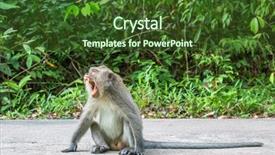  Presentation with hate speech raging hatred - Amazing slides having monkey sitting on the road backdrop and a tawny brown colored foreground