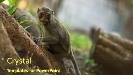  Presentation with tree roots - PPT theme consisting of monkey sitting on the roots of a tree southeast asia background and a tawny brown colored foreground