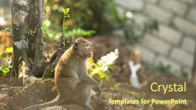  Presentation with tree roots - Amazing PPT theme having monkey sitting on the roots of a tree thailand backdrop and a tawny brown colored foreground