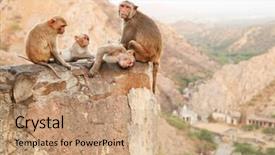  Presentation with monkey - Theme featuring monkey temple galwar bagh in jaipur india background and a coral colored foreground