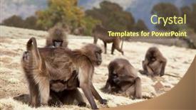  Presentation with monkey - Slide deck consisting of dollar decreasing value - stock market price display background and a wine colored foreground.