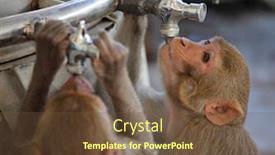  Presentation with water pipe - Presentation design having monkeys drinks water from pipe background and a tawny brown colored foreground